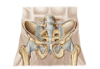 人体骨盆骨骼<strong>结构图</strong>