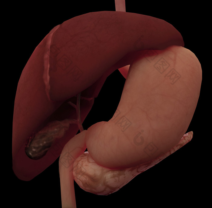 生物医学肠胃肝脏