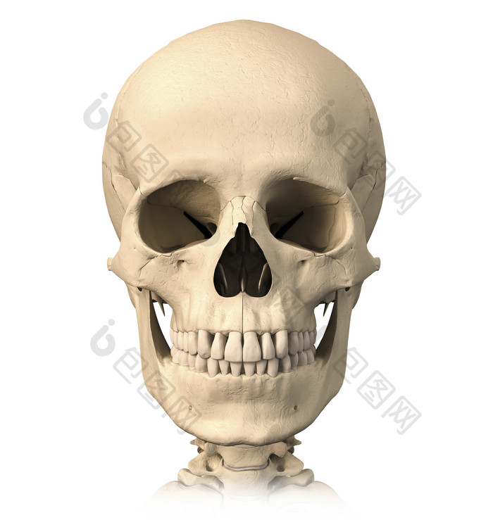 解剖学生物学骨骼头骨