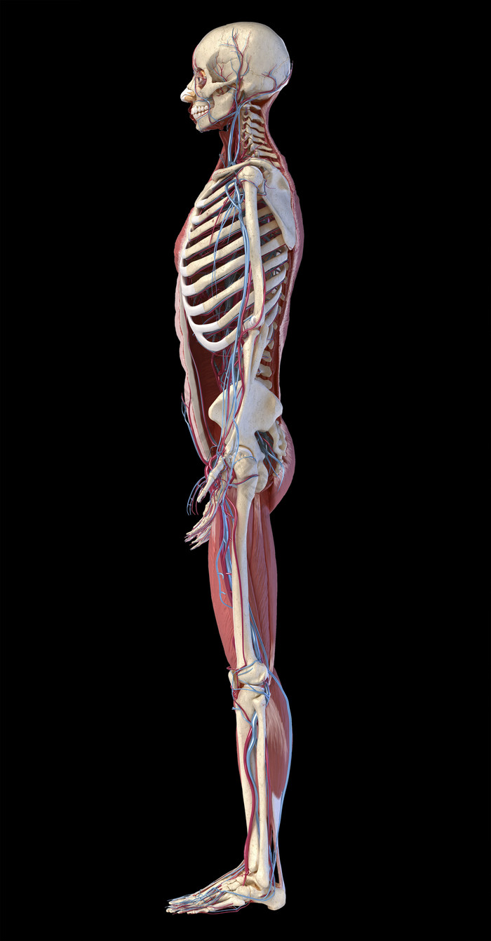 人类解剖学侧身完整成人骨架