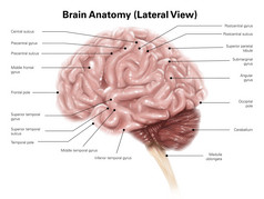 人脑结构示例插图