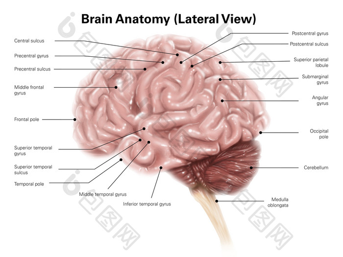 人脑结构示例插图