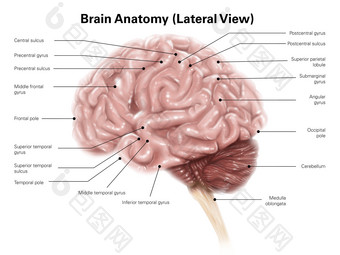 人脑结构示例插图