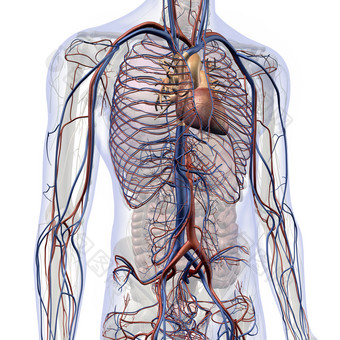 胸部心胸<strong>血管</strong>