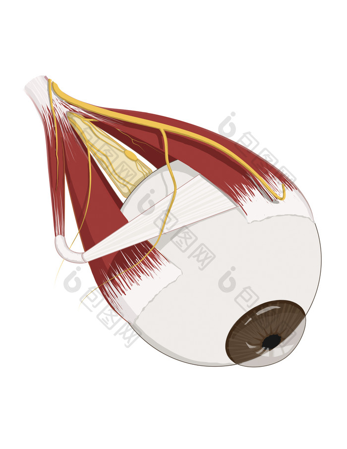 人体眼部结构示例图