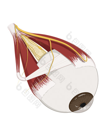 人体眼部结构<strong>示例</strong>图