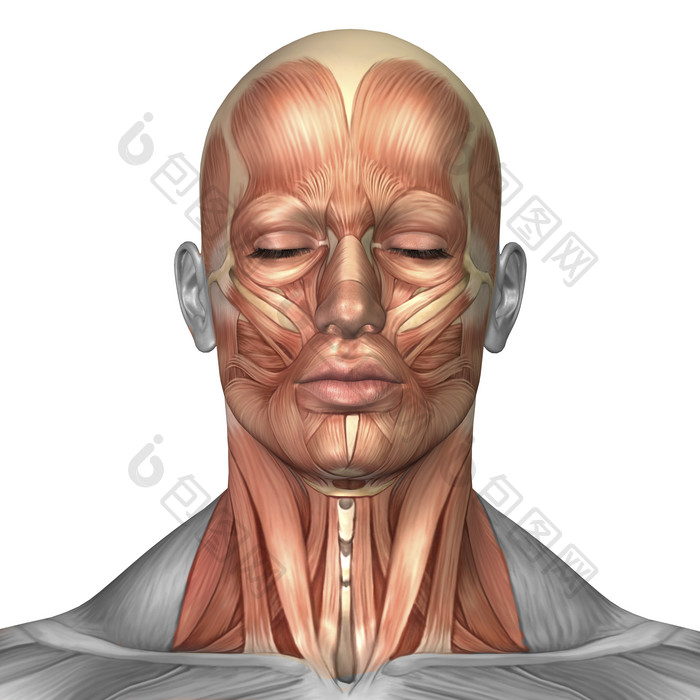 人体脸部正面肌肉结构图