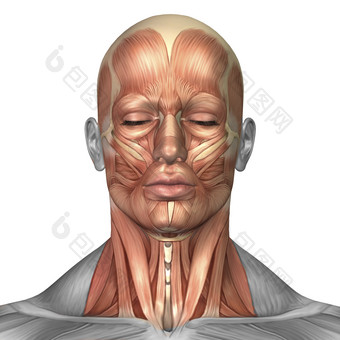 人体脸部正面肌肉结<strong>构图</strong>