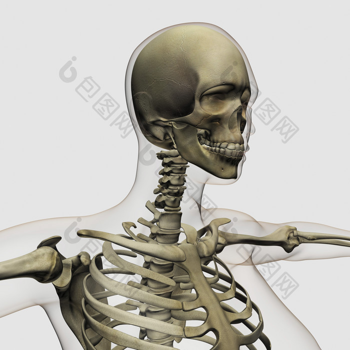 人体头部骨骼示例结构插图