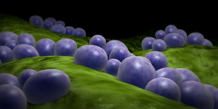 葡萄球菌细菌示例图