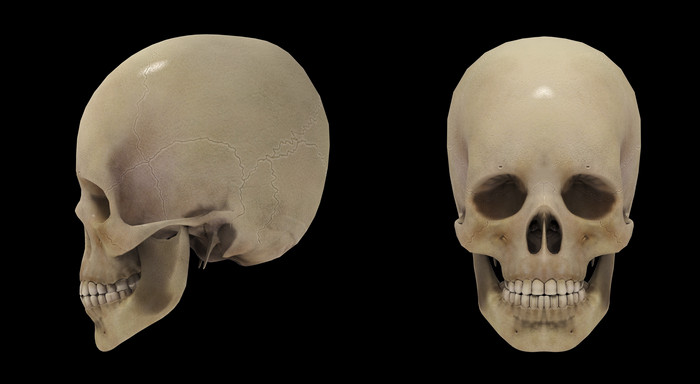 生物医学人类头骨