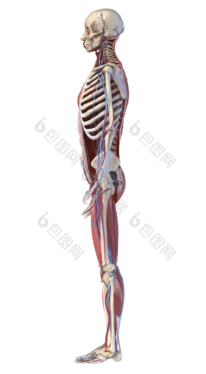 人类解剖学侧身完整骨架