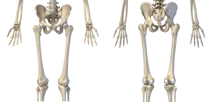 人类解剖学两人三维骨骼生成图