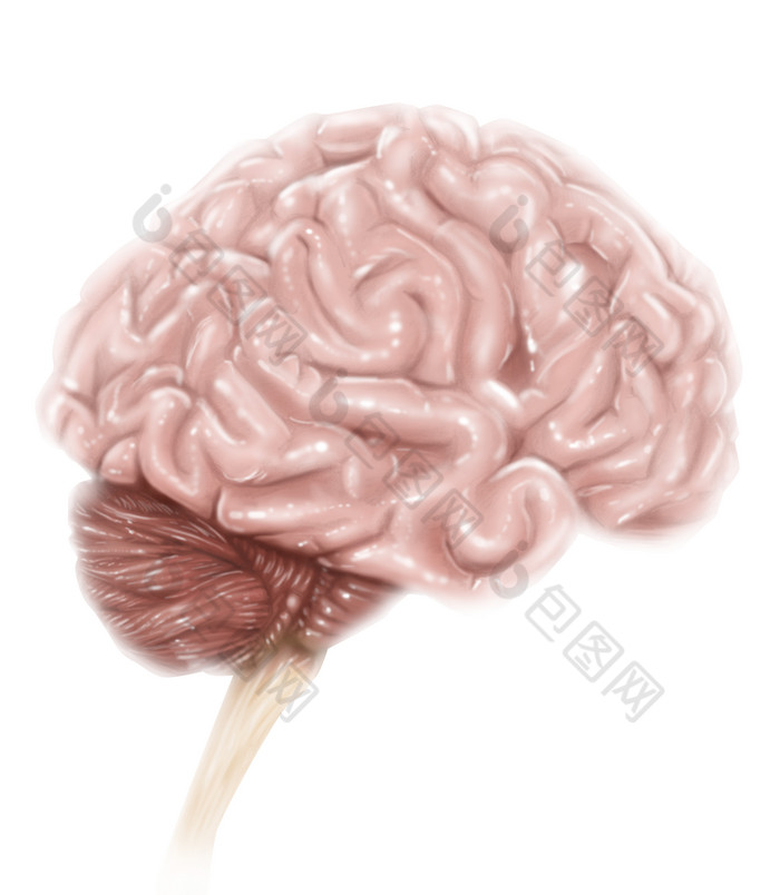 人体大脑示例结构插图