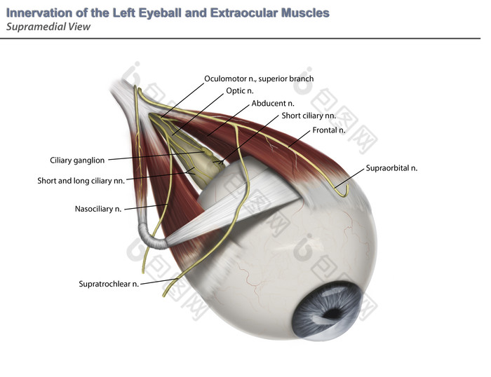 眼睛结构解剖插图