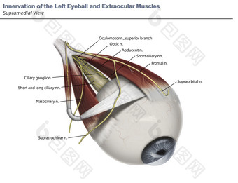 <strong>眼睛</strong>结构解剖插图