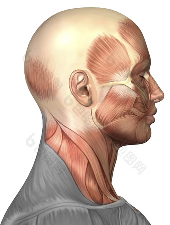 人体头部侧面肌肉结构图