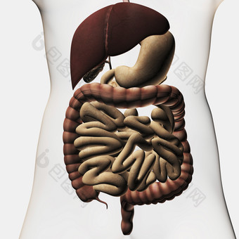 人体消化器官示例结构图