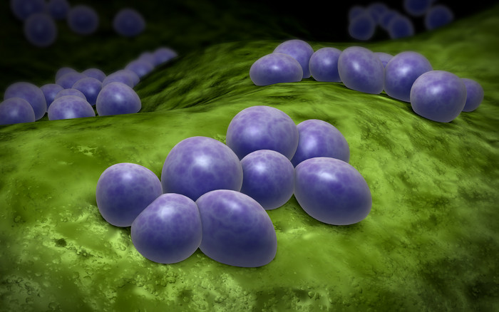 球菌细菌细胞示例插图