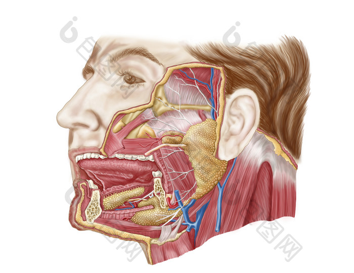 人体颈部下巴结构图