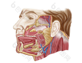 人体颈部下巴结构图