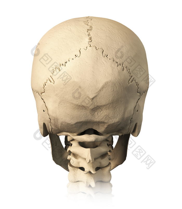 解剖学生物学头骨模型