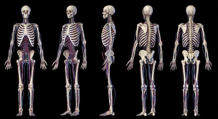 五具不同角度完整的成人医用骨架