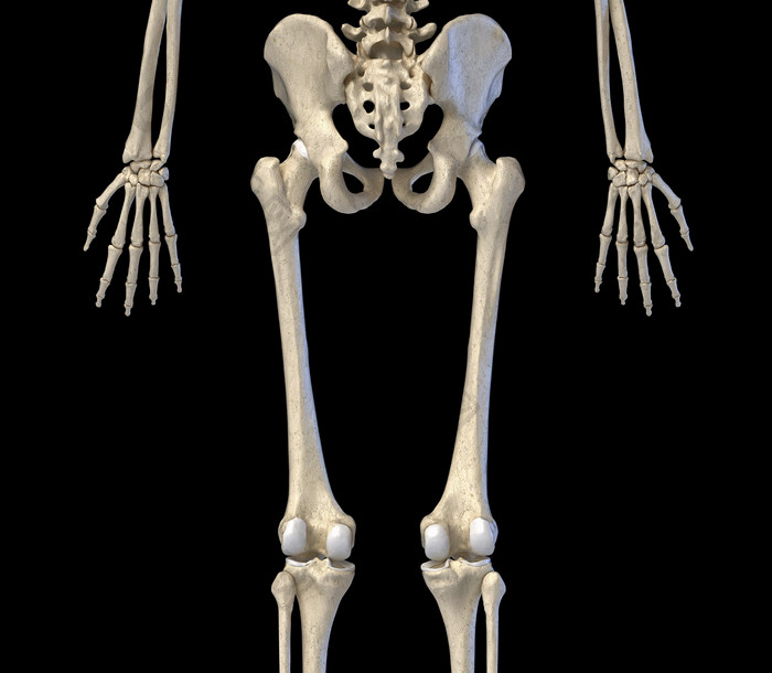 人类解剖学臀部股骨示例图