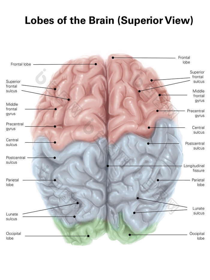 人体脑部结构分布图