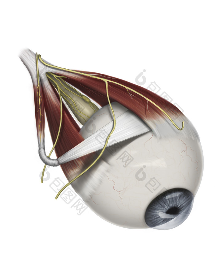 人体眼球解剖示例插图