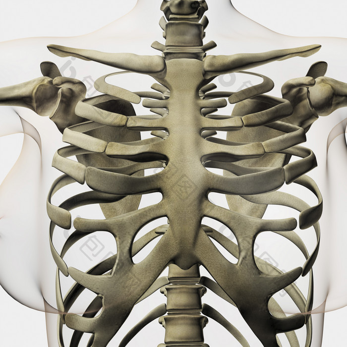 人体胸部骨骼示例插图