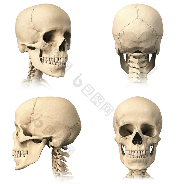 解剖学生物学头骨骨架