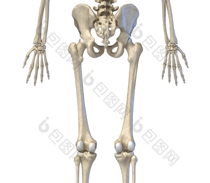 人类生物学臀部膝盖骨骼插图