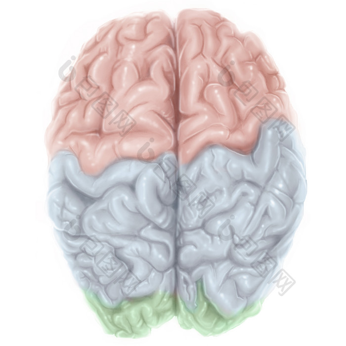 人体脑部结构示例插图