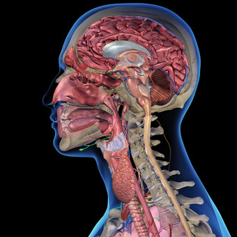 喉咙解剖学大脑人类