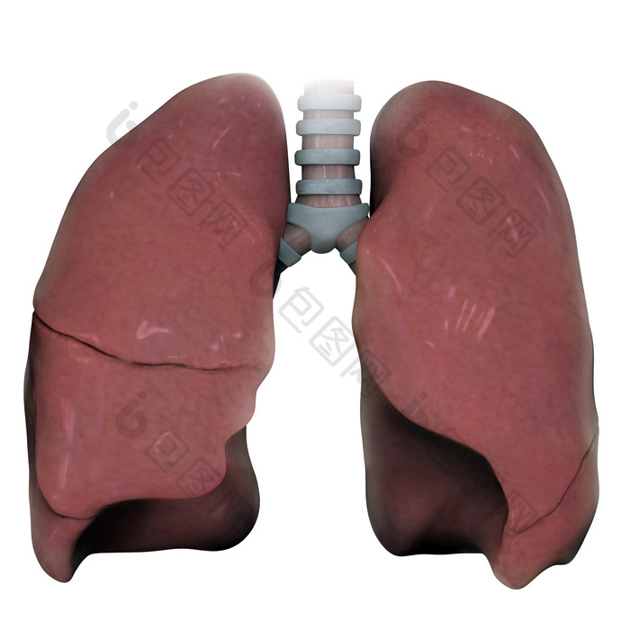 人体肺部结构示例插图