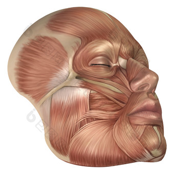 人体脸部肌肉结构插图