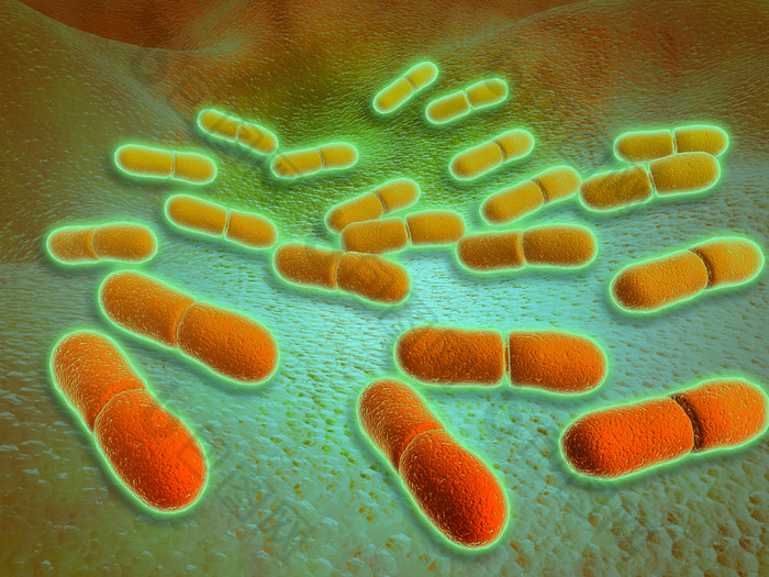 生态学杆菌细菌示例图