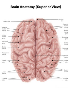 人体大脑结构示例插图