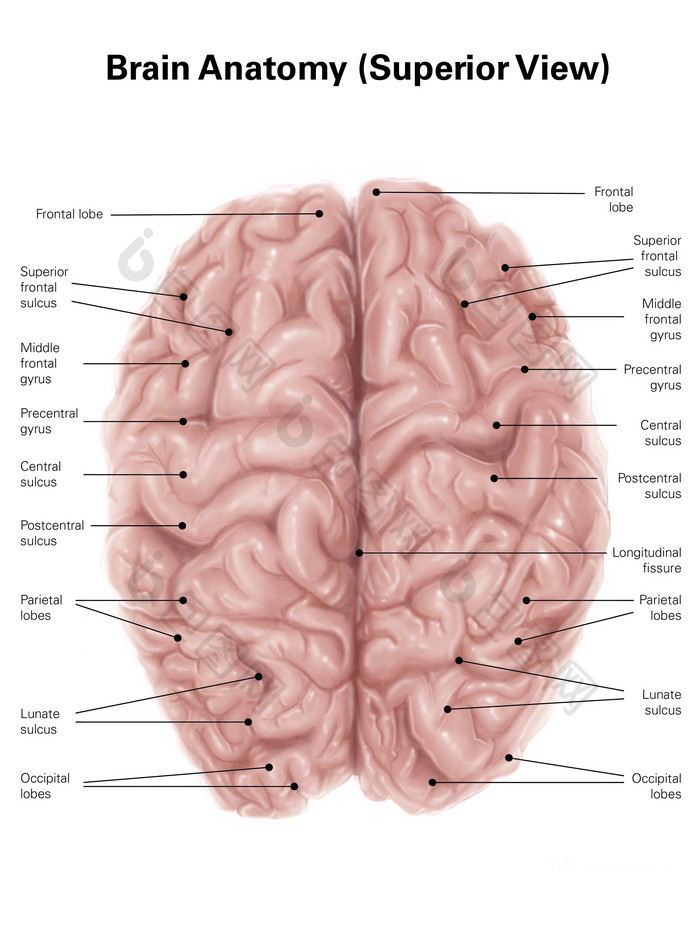 人体大脑结构示例插图
