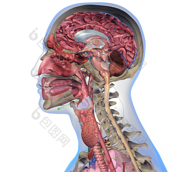 喉咙解剖学大脑头骨