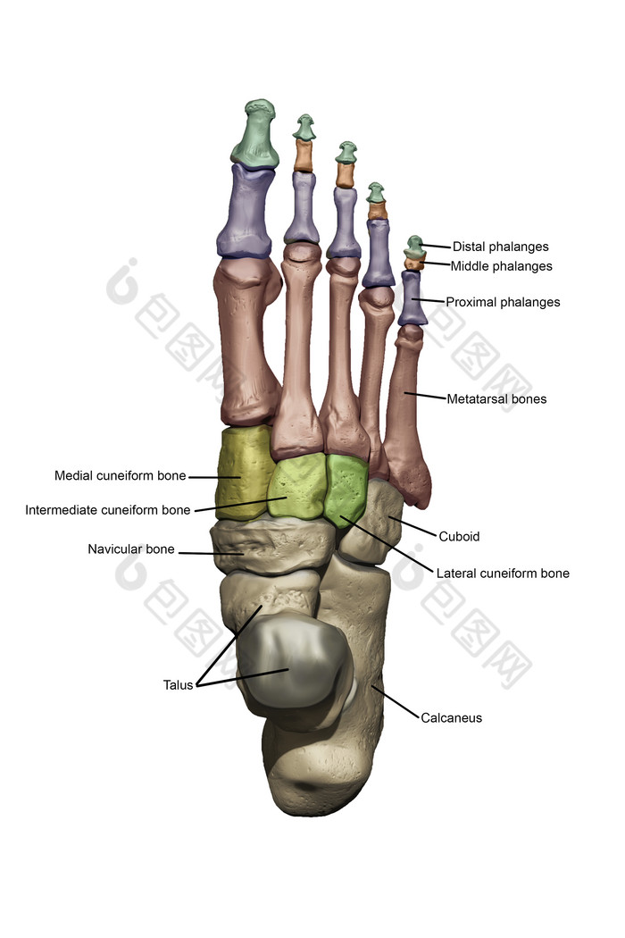 人体脚掌骨骼结构图图片