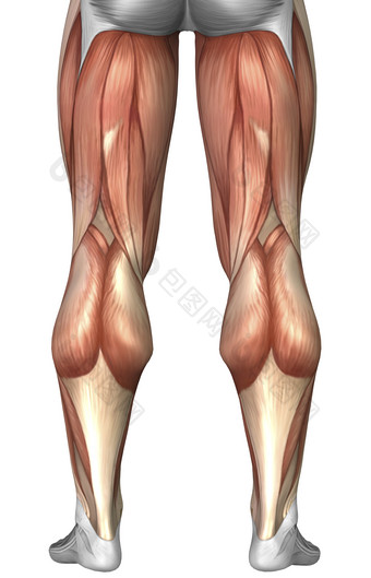 人体腿部肌肉后视图