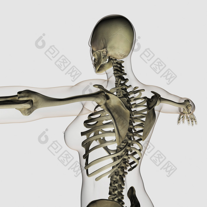 人体背部骨骼示例结构图