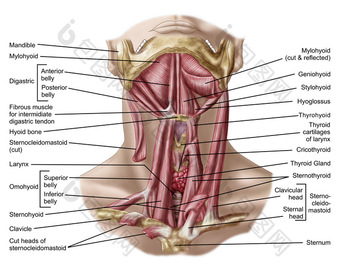 人体颈部肌肉结构图