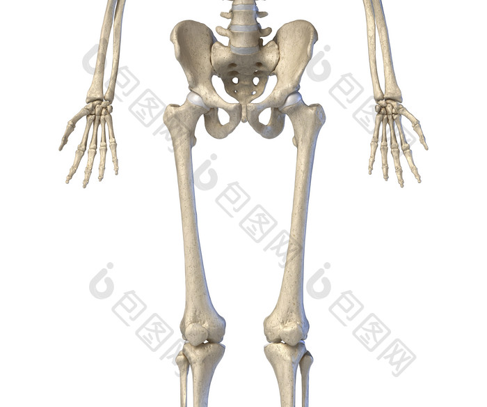 人类解剖学盆骨腿骨示例图