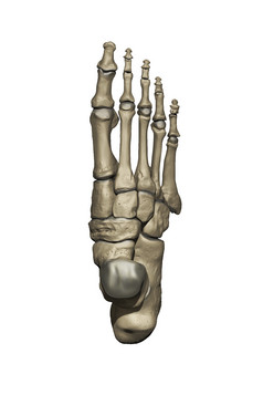 人类解剖学脚部骨骼示例插图