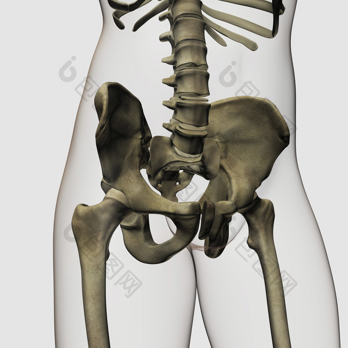 人体骨盆骨骼示例图