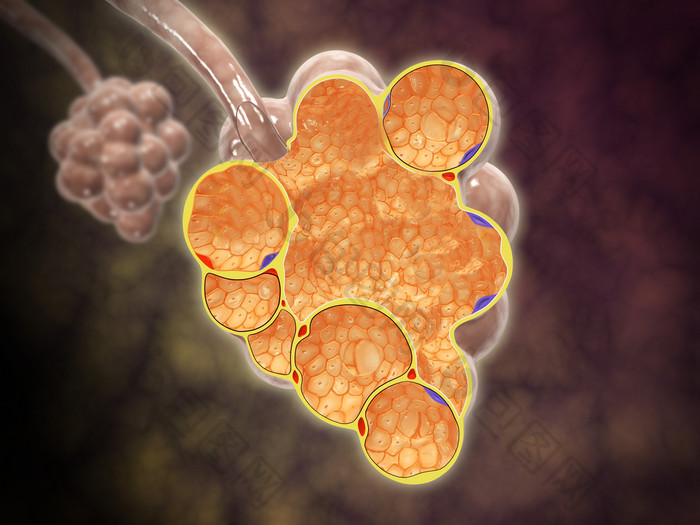 微生物肺泡细胞示例图