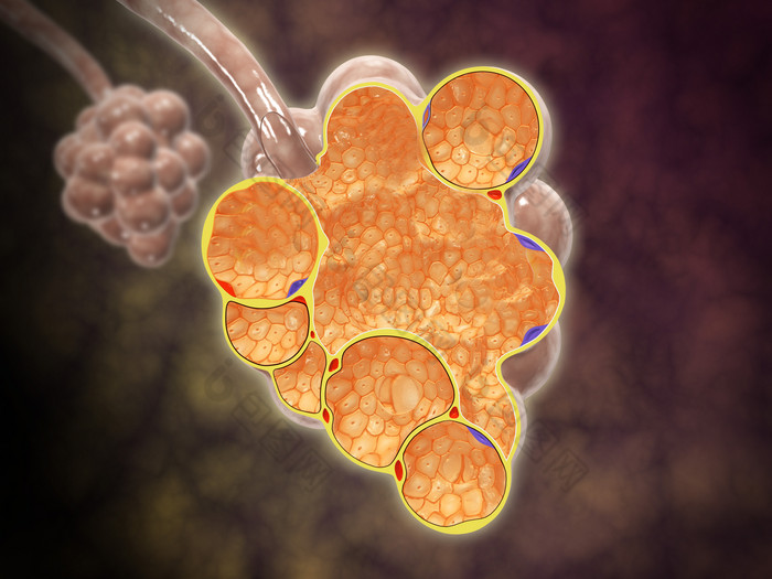 微生物肺泡细胞示例图